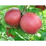 Winterapfel - Florina - Malus - im Container gezogen - Größe: 120/150