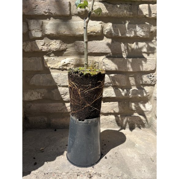 Winterapfel - Florina - Malus - im Container gezogen - Größe: 120/150