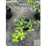 Kriechspindel - Sunspot – Euonymus fortunei