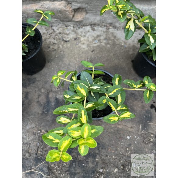 Kriechspindel - Sunspot – Euonymus fortunei