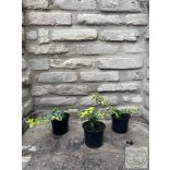 Kriechspindel - Sunspot – Euonymus fortunei