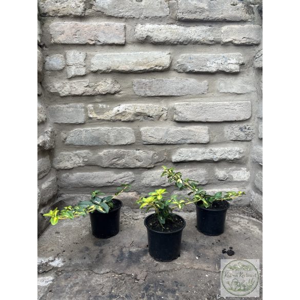 Kriechspindel - Sunspot – Euonymus fortunei