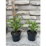 Cornus stolonifera 'Flaviramea' - Gelbholz-Hartriegel