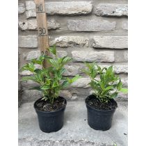   Cornus stolonifera 'Flaviramea' - Gelbholz-Hartriegel