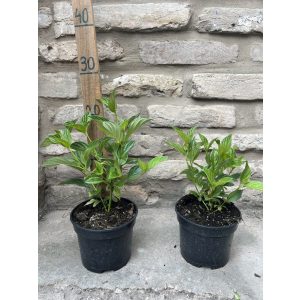Cornus stolonifera 'Flaviramea' - Gelbholz-Hartriegel