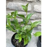Cornus stolonifera 'Flaviramea' - Gelbholz-Hartriegel