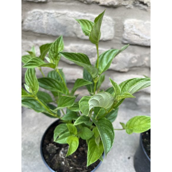 Cornus stolonifera 'Flaviramea' - Gelbholz-Hartriegel