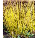 Cornus stolonifera 'Flaviramea' - Gelbholz-Hartriegel