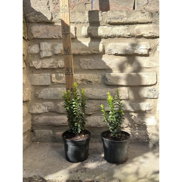 Japanischer Spindelstrauch – Euonymus japonicus “Benkomasaki”