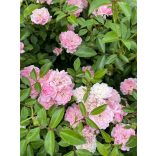 Bodendecker – Rose – Rosa – Beetrose ‘The Fairy’
