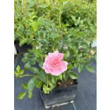 Bodendecker – Rose – Rosa – Beetrose ‘The Fairy’