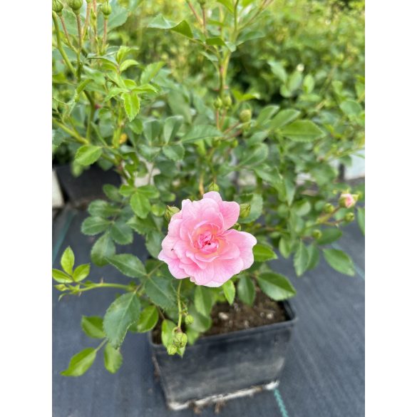 Bodendecker – Rose – Rosa – Beetrose ‘The Fairy’
