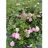 Bodendecker – Rose – Rosa – Beetrose ‘The Fairy’