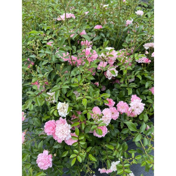 Bodendecker – Rose – Rosa – Beetrose ‘The Fairy’