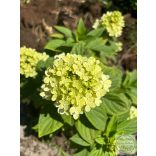 Hydrangea arborescens – hortenzia