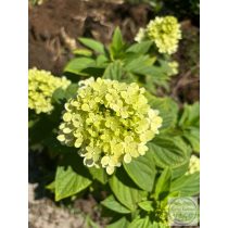Hydrangea arborescens – hortenzia