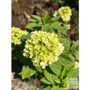 Hydrangea arborescens – hortenzia