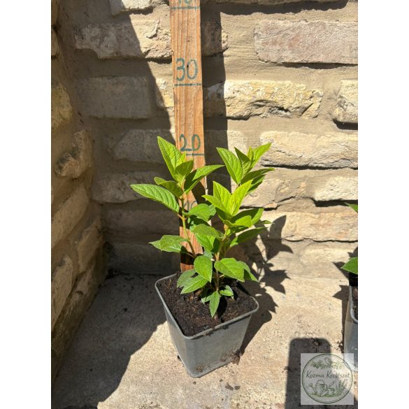 Hydrangea arborescens – hortenzia
