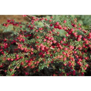 Cotoneaster microphyllus 'Streib's Findling'