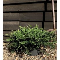   Juniperus horizontalis 'Prince of Wales' - Kriechwacholder