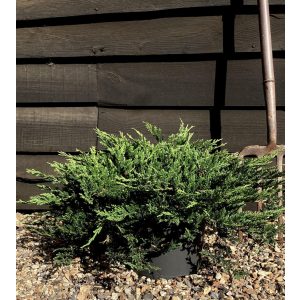 Juniperus horizontalis 'Prince of Wales' - Kriechwacholder