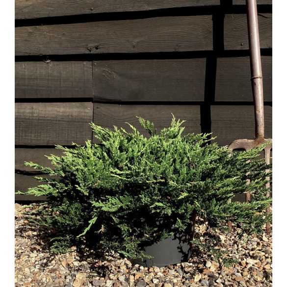 Juniperus horizontalis 'Prince of Wales' - Kriechwacholder