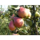 Herbstbirne – Clapps liebling – Pyrus