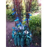 Herbstbirne – Clapps liebling – Pyrus