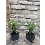 Buddleia davidii - Pink - Sommerflieder, Schmetterlingsstrauch, Schmetterlingsflieder – „Butterfly Tower”