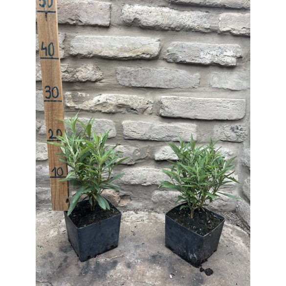 Buddleia davidii - Pink - Sommerflieder, Schmetterlingsstrauch, Schmetterlingsflieder – „Butterfly Tower”