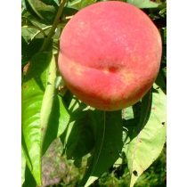 Pfirsich – Michelini – Prunus persica