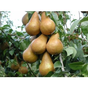 Winterbirne – Bosc’s Flaschenbirne – Kaiser Alexander – Pyrus