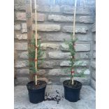 Blaue Atlaszeder - Cedrus atlantica 'Glauca'  