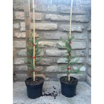 Blaue Atlaszeder - Cedrus atlantica 'Glauca'  