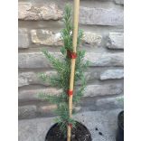 Blaue Atlaszeder - Cedrus atlantica 'Glauca'  