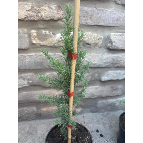 Blaue Atlaszeder - Cedrus atlantica 'Glauca'  