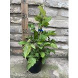 Brombeeren - "Thornfree" – Rubus