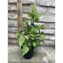 Brombeeren - "Thornfree" – Rubus