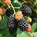 Brombeeren - "Thornfree" – Rubus