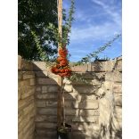 Pyracantha Orange Glow – Feuerdorn "Orange Glow"