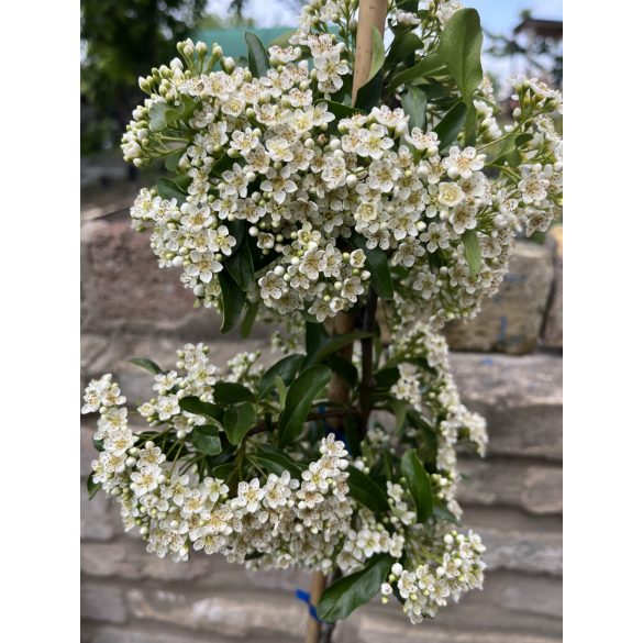 Pyracantha Orange Glow – Feuerdorn "Orange Glow"