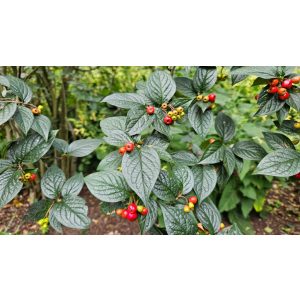 Cotoneaster bullatus - 