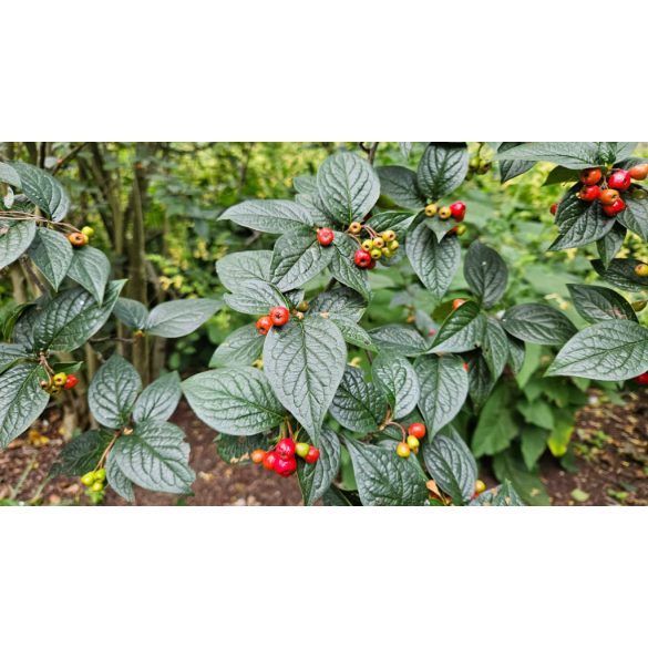 Cotoneaster bullatus - 