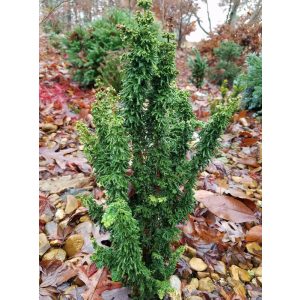 Chamaecyparis obtusa 'Chirimen' - japanische Hinoki-Zypresse