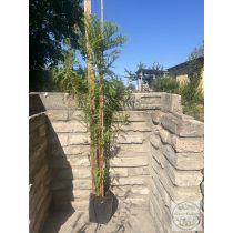 Sumpfzypresse, Schwarzsumpfzypresse - Taxodium distichum