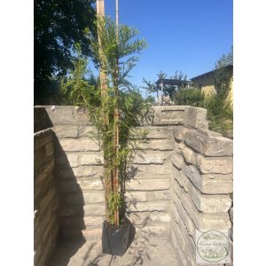 Sumpfzypresse, Schwarzsumpfzypresse - Taxodium distichum