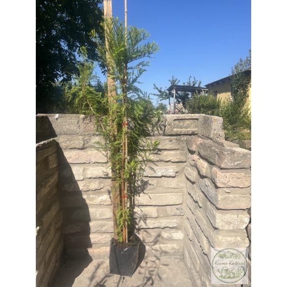 Sumpfzypresse, Schwarzsumpfzypresse - Taxodium distichum