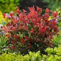   Photinia x fraseri 'Little Red Robin' - Korallenbeeren