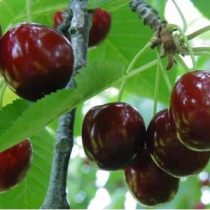   Süßkirsche – Hedelfinger Riesenkirsche – Prunus subg. Cerasus