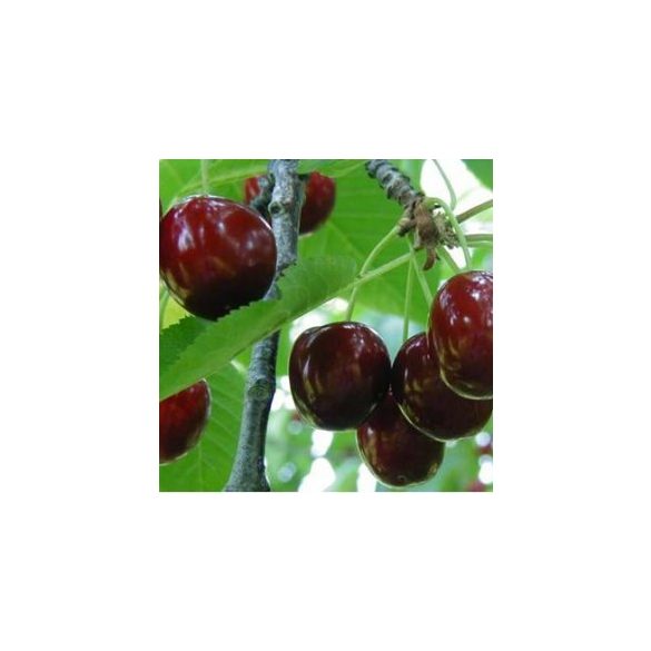 Süßkirsche – Hedelfinger Riesenkirsche – Prunus subg. Cerasus